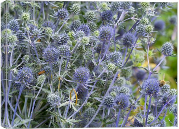 Sea Holly Canvas Print by Victor Burnside