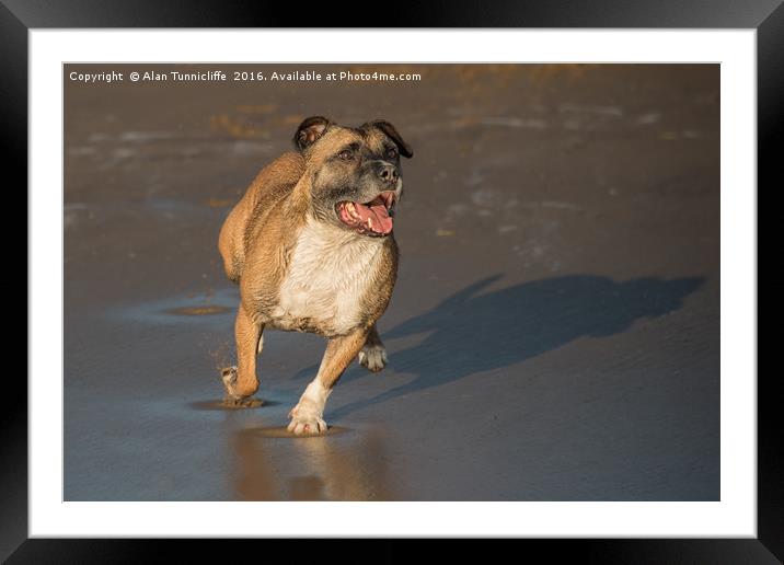 Staffordshire Bull Terrier Framed Mounted Print by Alan Tunnicliffe