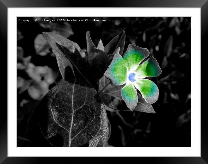 Variegated flower Framed Mounted Print by Derrick Fox Lomax