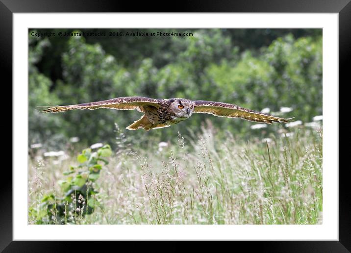 Owl in flight Framed Mounted Print by Jolanta Kostecka
