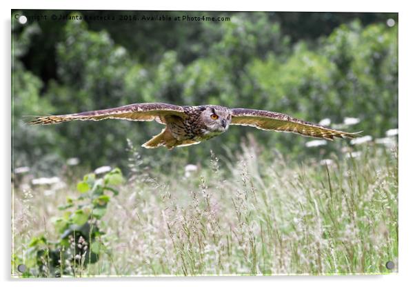 Owl in flight Acrylic by Jolanta Kostecka