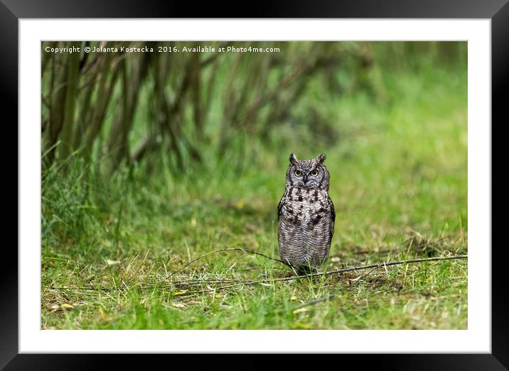 Owl in forest Framed Mounted Print by Jolanta Kostecka
