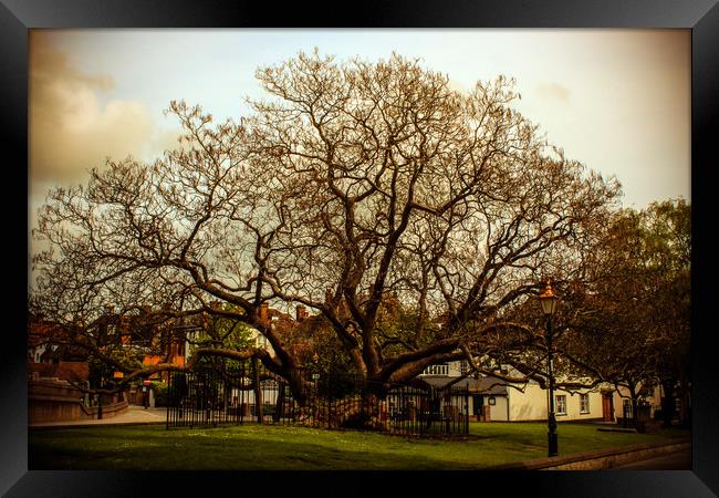 Rare Gothic Tree in Rochester Highstreet Framed Print by Zahra Majid