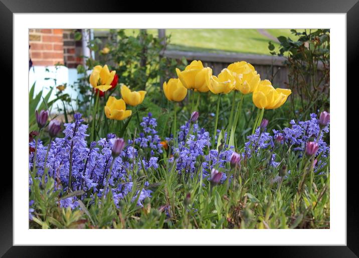 Summer Daffodils in Kent Framed Mounted Print by Zahra Majid