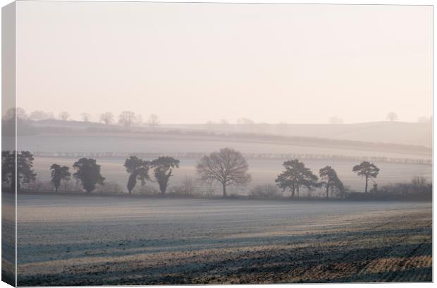 Trees and sunlight on a frost covered field at sun Canvas Print by Liam Grant