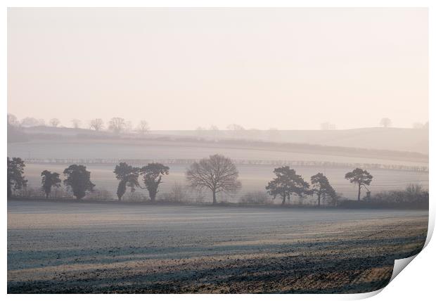 Trees and sunlight on a frost covered field at sun Print by Liam Grant