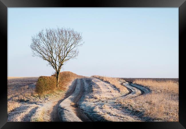 Tree, hedge and frost covered track beside a field Framed Print by Liam Grant