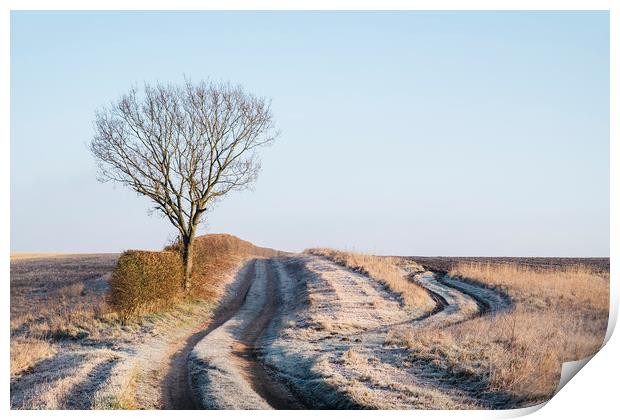 Tree, hedge and frost covered track beside a field Print by Liam Grant