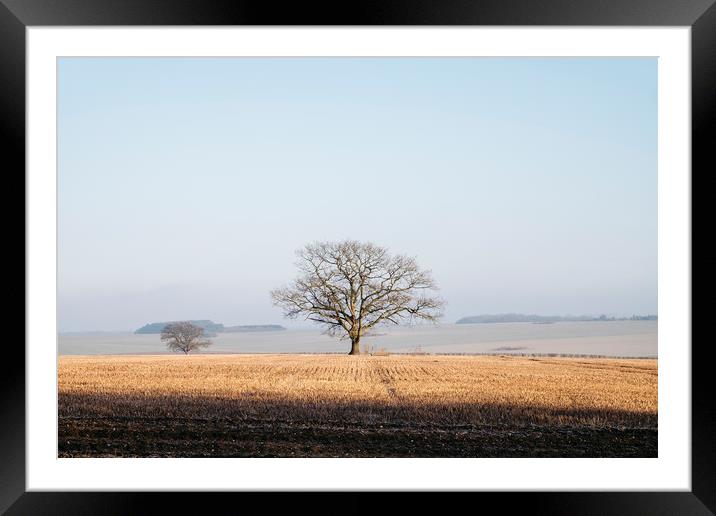 Tree in a frost covered stubble field at sunrise.  Framed Mounted Print by Liam Grant