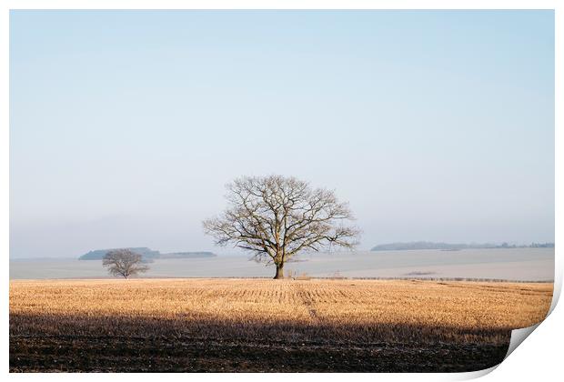 Tree in a frost covered stubble field at sunrise.  Print by Liam Grant