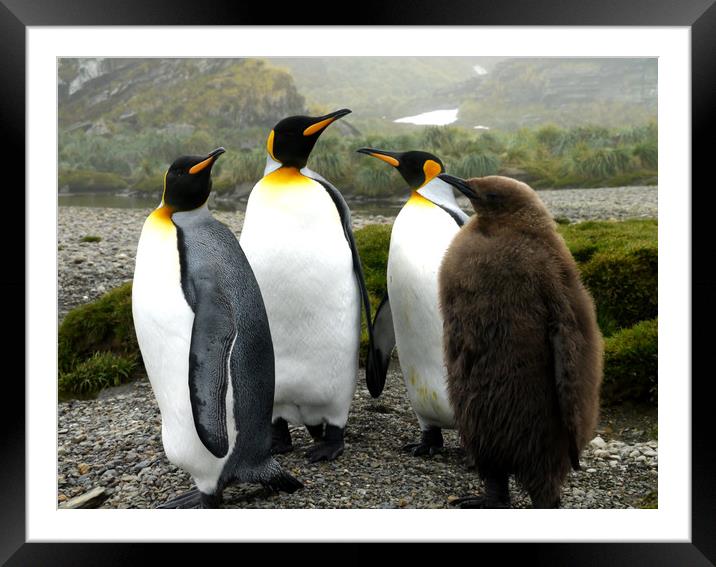 King Penguins, South Georgia Framed Mounted Print by Paul Coleman