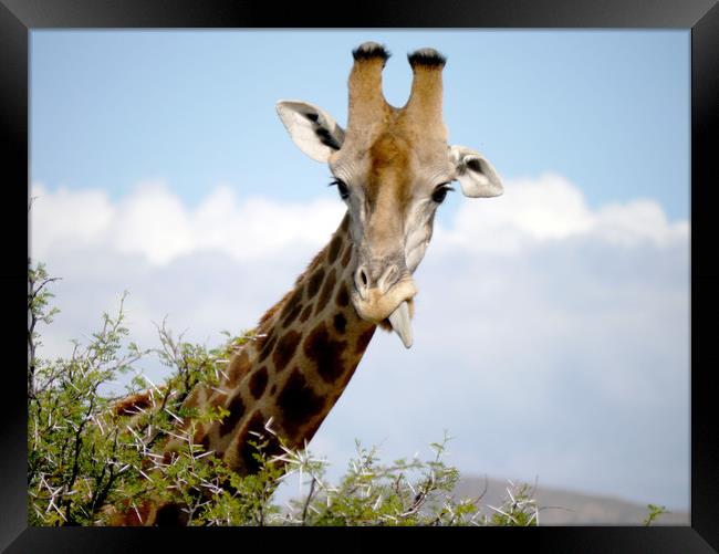 Giraffe in South Africa  Framed Print by Paul Coleman