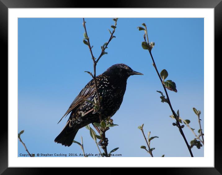Starling against Blue Sky Framed Mounted Print by Stephen Cocking