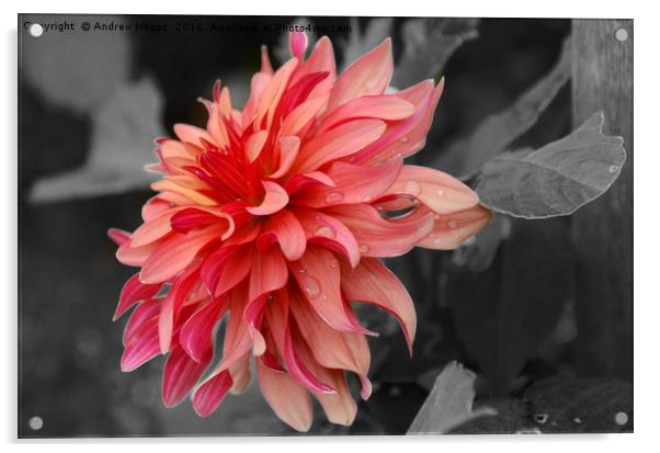 Biddulph Grange Gardens Flower Acrylic by Andrew Heaps