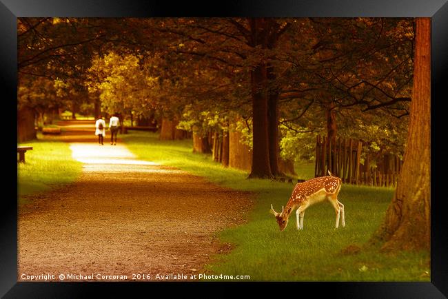 Walk in the park. Framed Print by Michael Corcoran