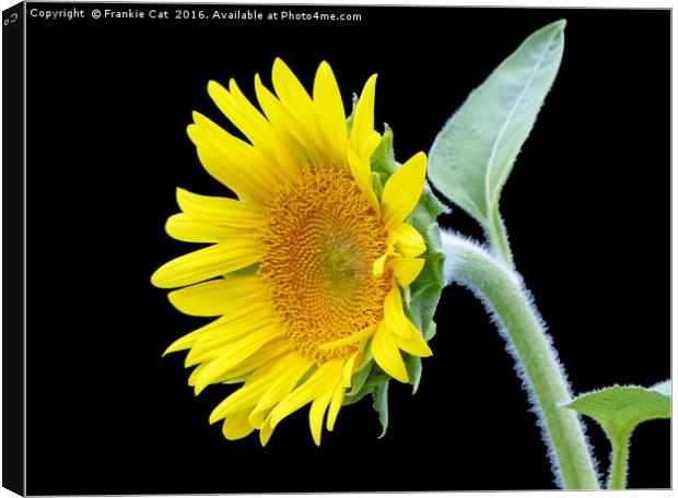 Small Sunflower Canvas Print by Frankie Cat