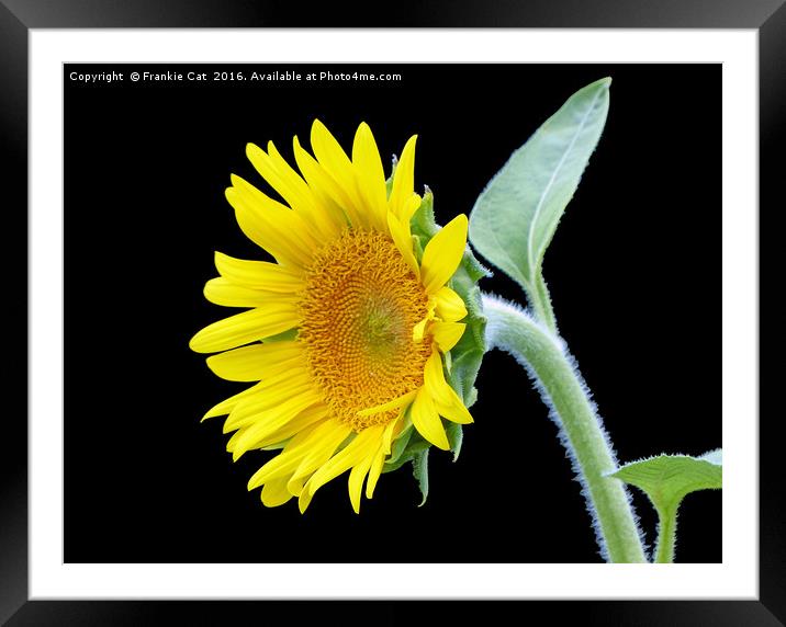Small Sunflower Framed Mounted Print by Frankie Cat