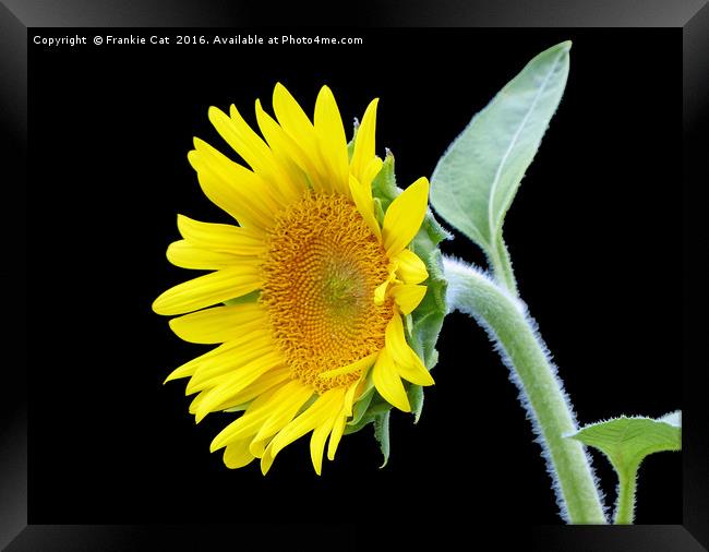 Small Sunflower Framed Print by Frankie Cat