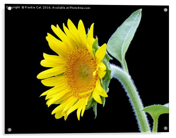 Small Sunflower Acrylic by Frankie Cat