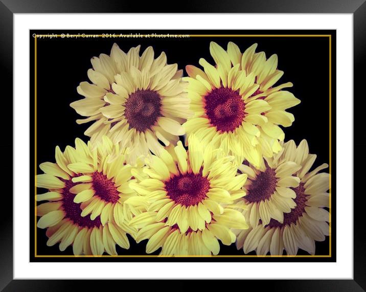 Radiant Summer Sunflowers Framed Mounted Print by Beryl Curran