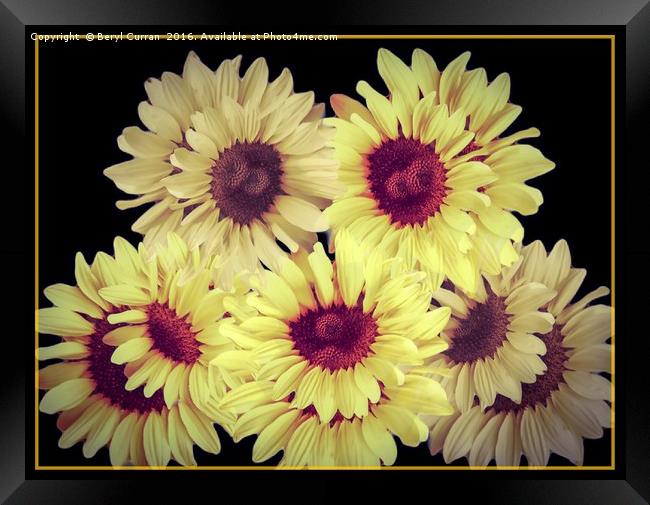 Radiant Summer Sunflowers Framed Print by Beryl Curran