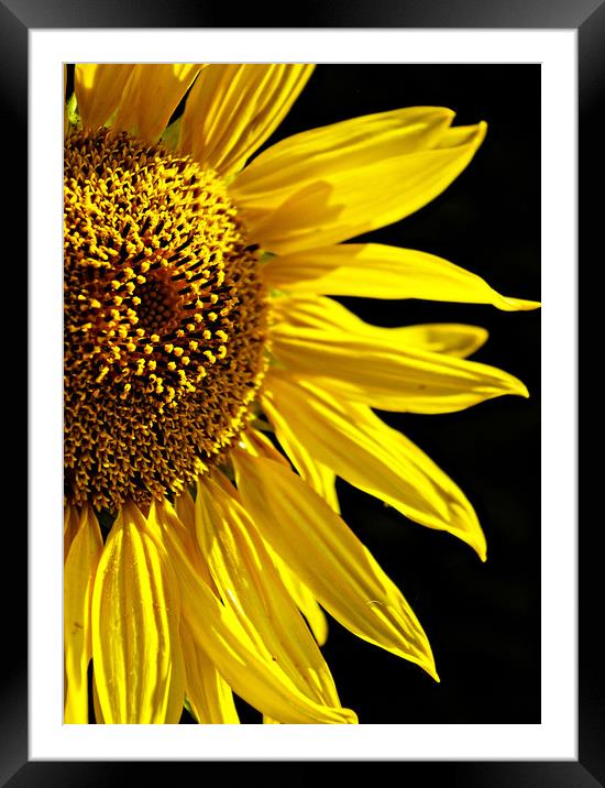 Sunflower  Framed Mounted Print by Karl Butler