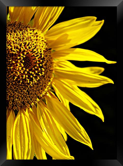 Sunflower  Framed Print by Karl Butler