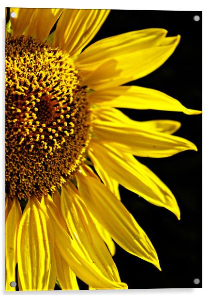 Sunflower  Acrylic by Karl Butler