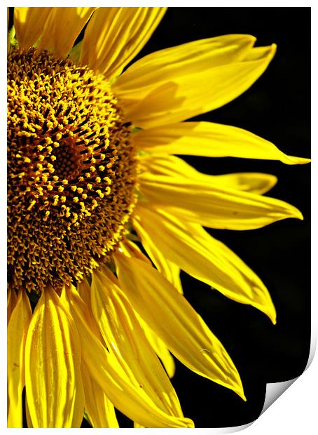 Sunflower  Print by Karl Butler
