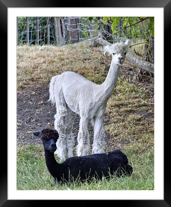 Al Paca Framed Mounted Print by David French