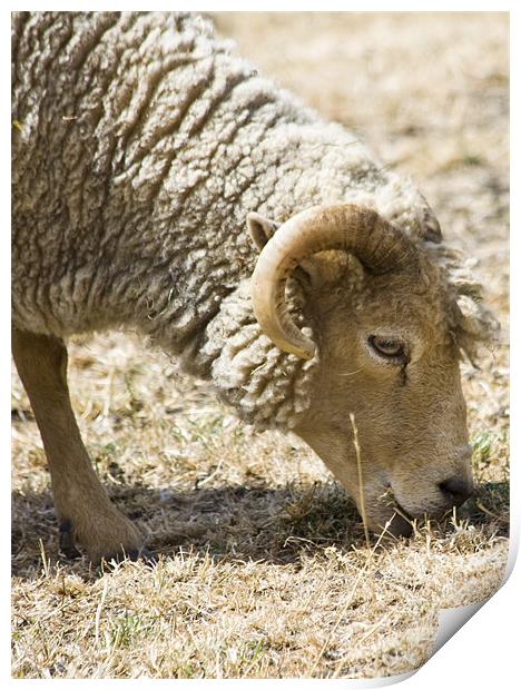 Sheep grazing Print by David French