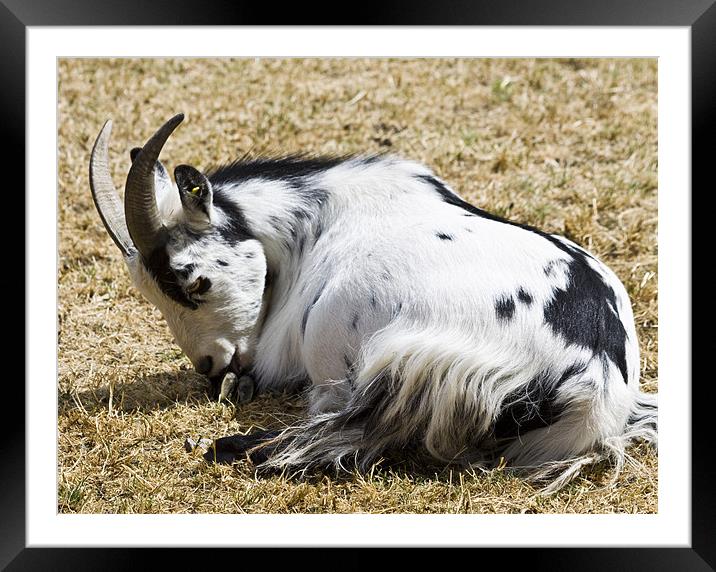 Goat Cleaning Framed Mounted Print by David French