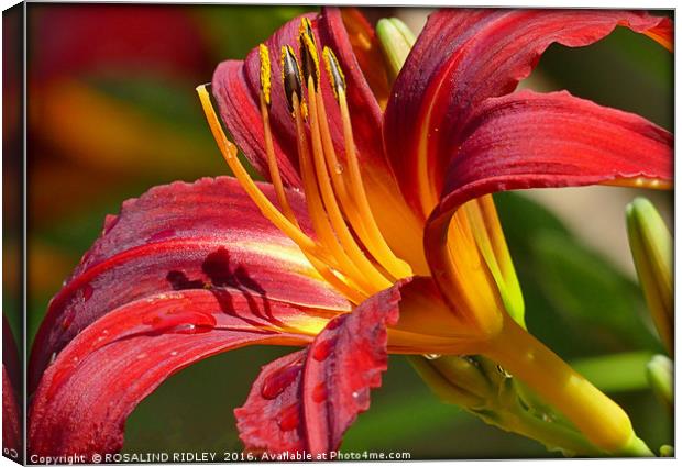 "RED LILY" Canvas Print by ROS RIDLEY