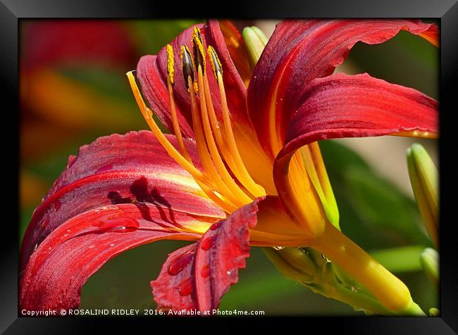 "RED LILY" Framed Print by ROS RIDLEY