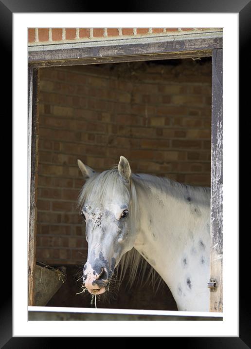 Edwina the talking horse Framed Mounted Print by David French