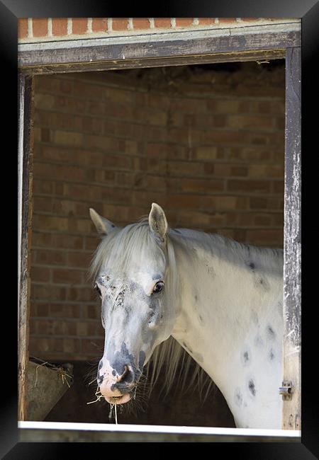 Edwina the talking horse Framed Print by David French