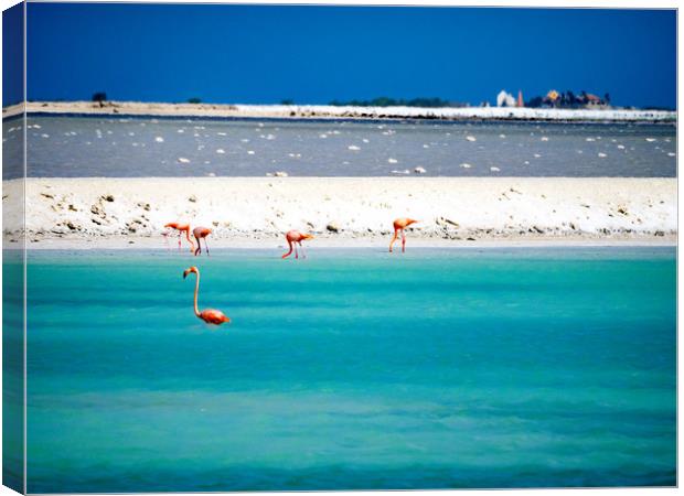 Bonaire flamingos Canvas Print by Gail Johnson