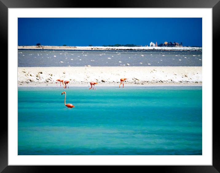 Bonaire flamingos Framed Mounted Print by Gail Johnson