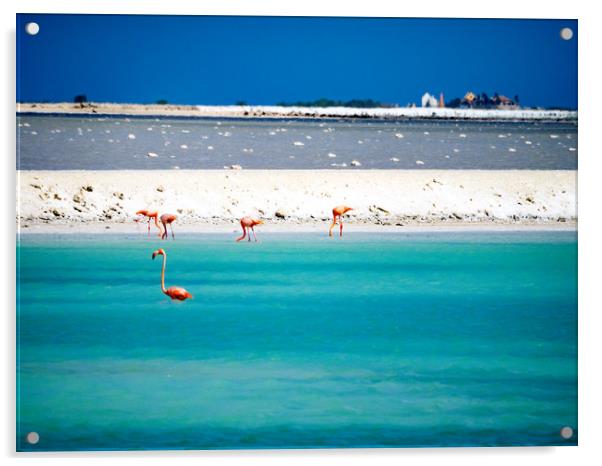 Bonaire flamingos Acrylic by Gail Johnson