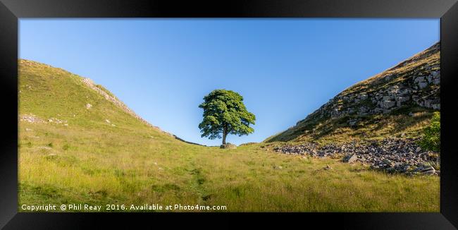 Sycamore Gap Framed Print by Phil Reay