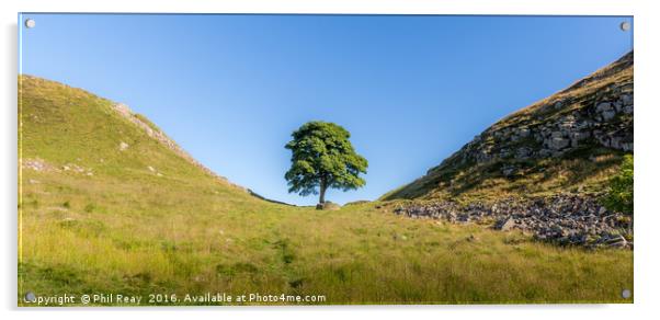 Sycamore Gap Acrylic by Phil Reay