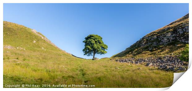 Sycamore Gap Print by Phil Reay