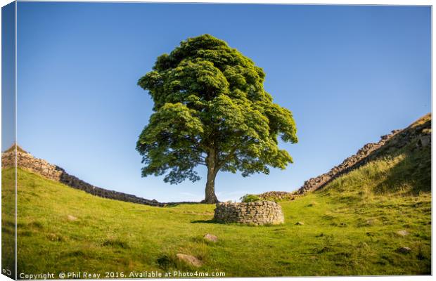 Sycamore Gap Canvas Print by Phil Reay