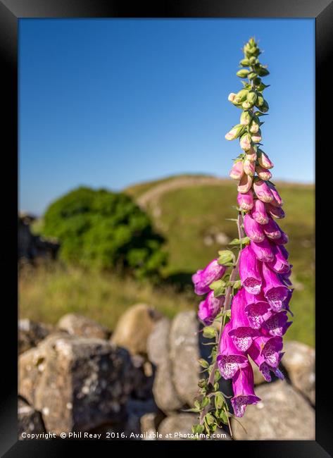 Foxglove on the wall Framed Print by Phil Reay