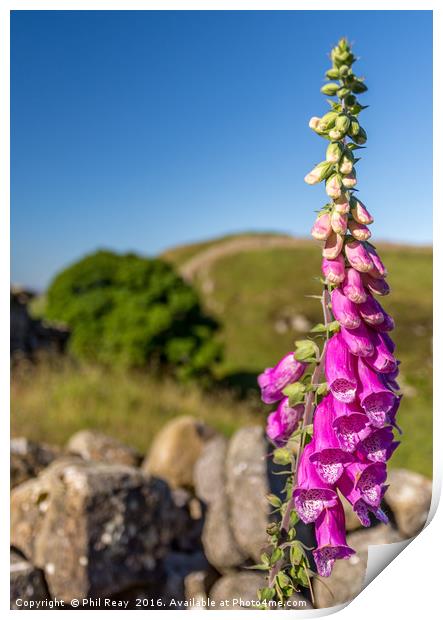 Foxglove on the wall Print by Phil Reay