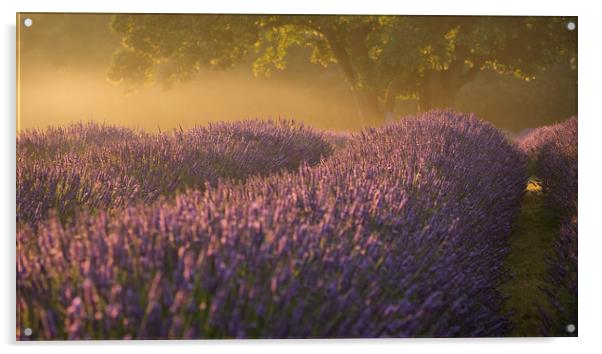 Lavender Fields Acrylic by Sue MacCallum- Stewart