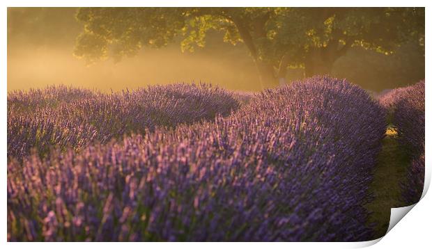 Lavender Fields Print by Sue MacCallum- Stewart
