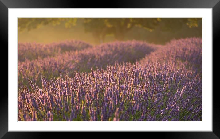 Lavender Fields Revisited Framed Mounted Print by Sue MacCallum- Stewart