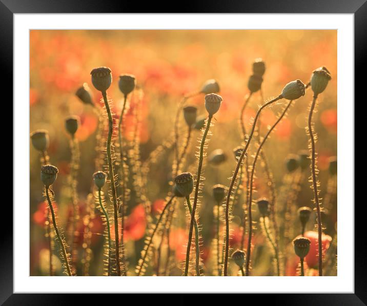 Poppy head blur Framed Mounted Print by Sue MacCallum- Stewart