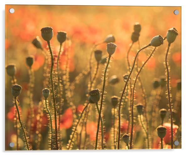 Poppy head blur Acrylic by Sue MacCallum- Stewart